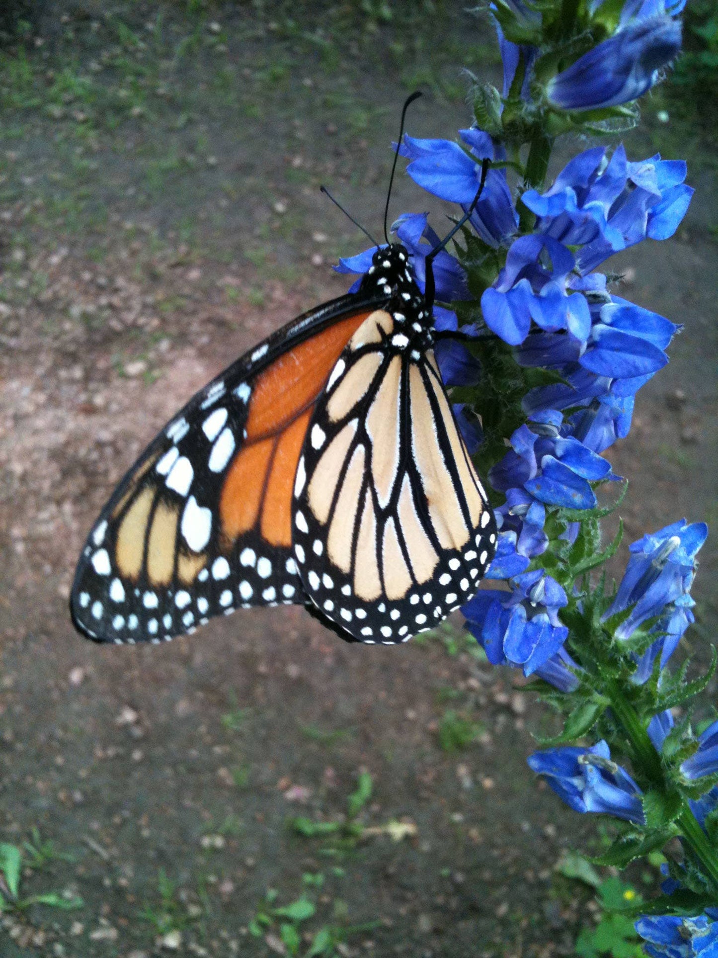 Garden Sprinkles Ornament | Monarch Butterfly Flower Garden