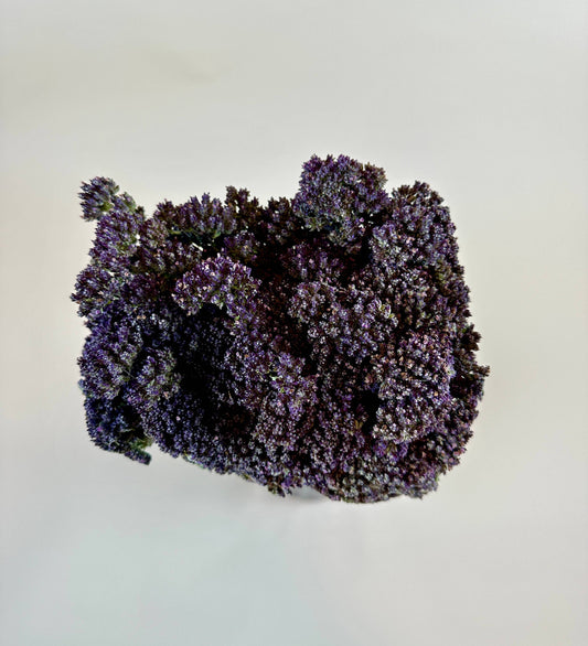 Purple Blossom Oregano