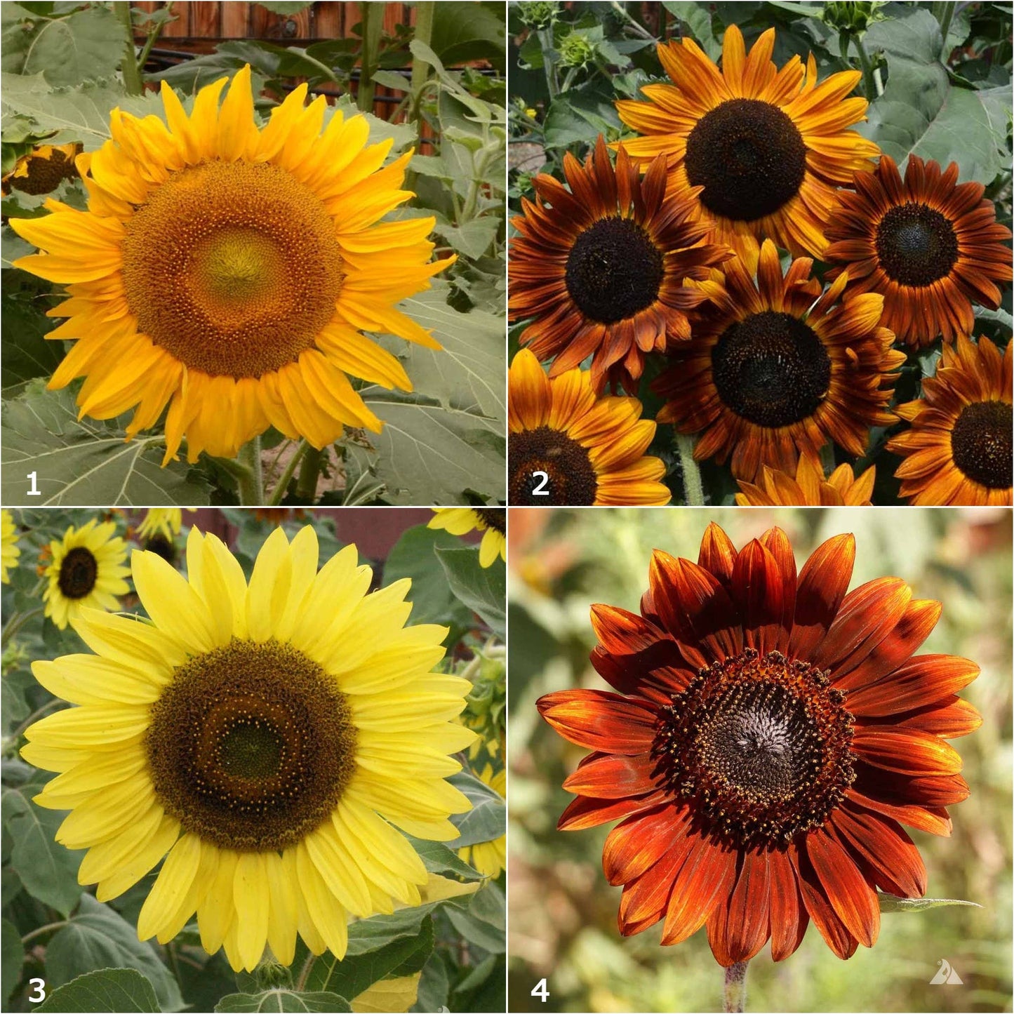 Garden Sprinkles Grow Love Sunflower | Summer & Fall Flowers