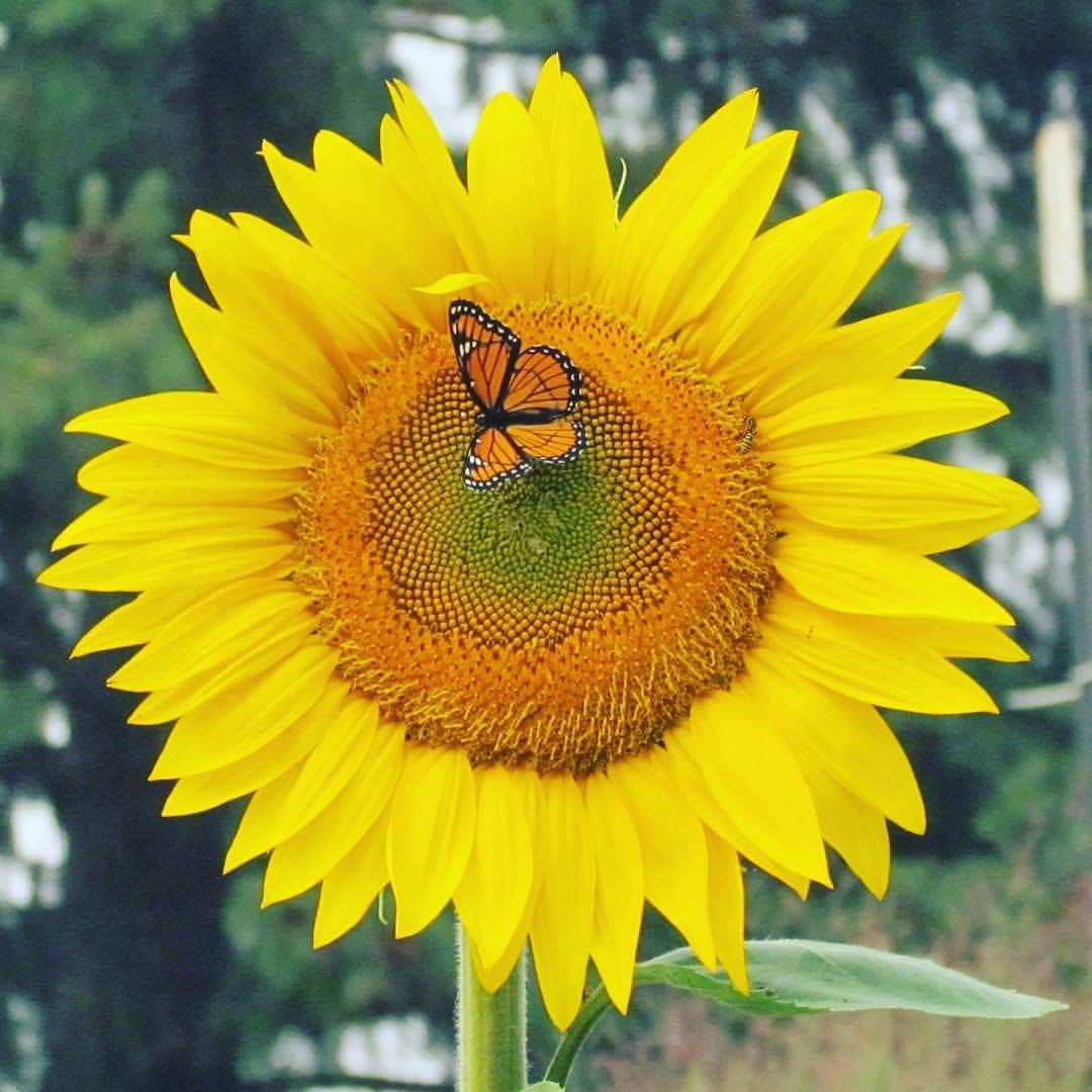 Garden Sprinkles Grow Love Sunflower | Summer & Fall Flowers