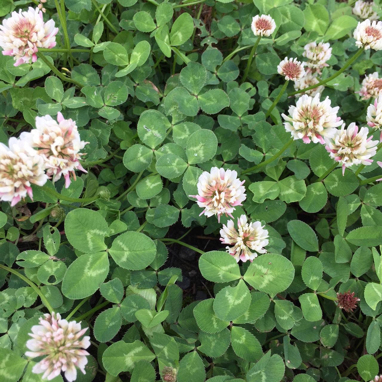 Garden Sprinkles Good Luck Clover | Wedding & Graduation