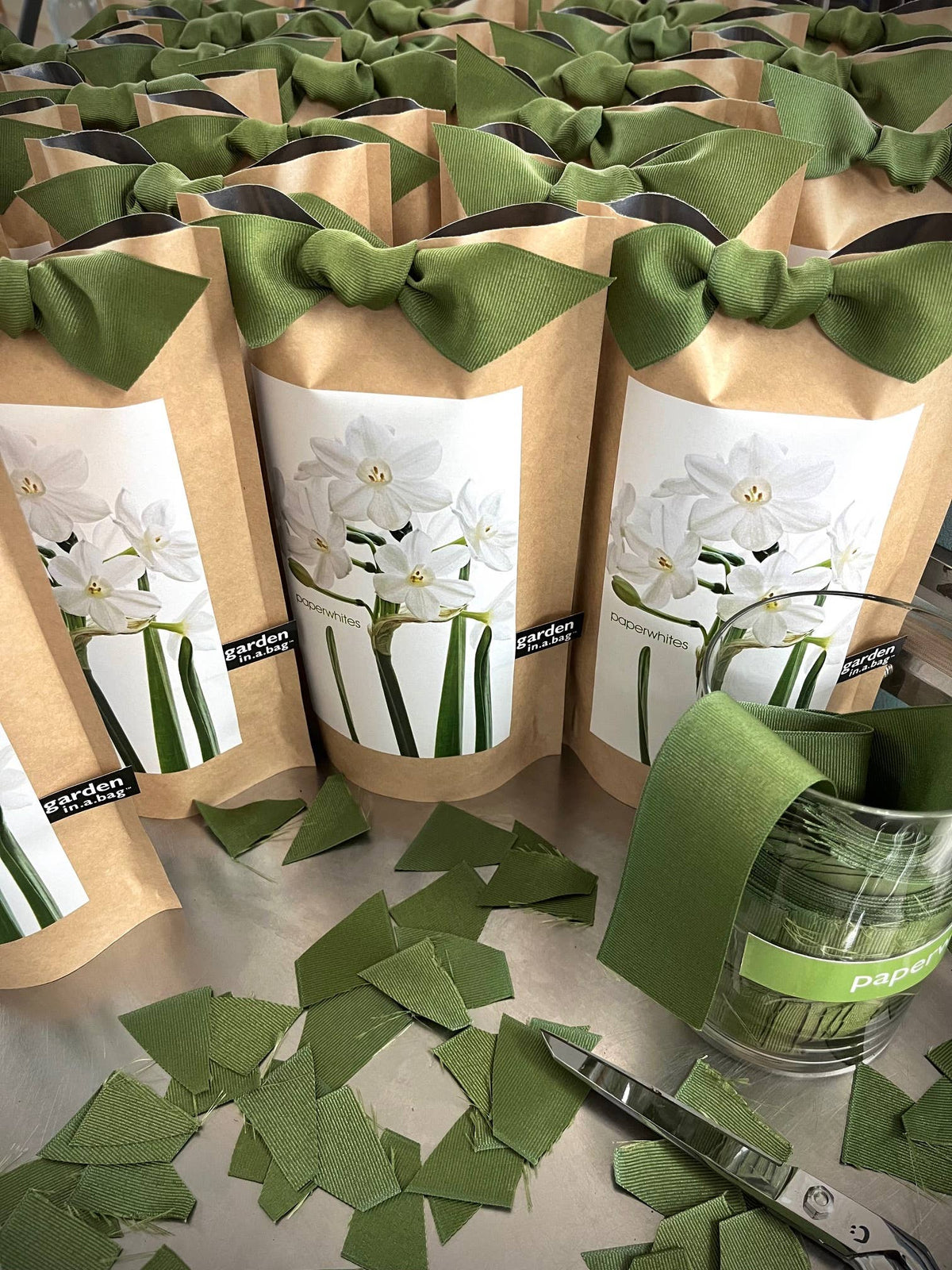 Garden in a Bag Paperwhites | Fall & Christmas