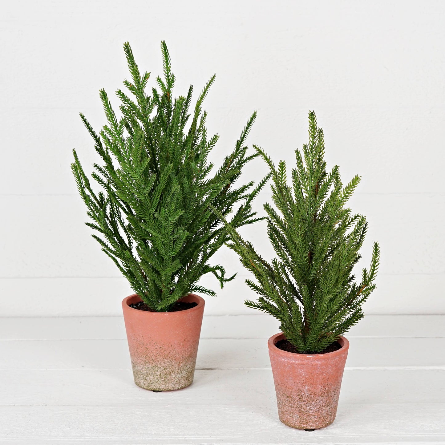 32303- 15.5inHx5inW Tree-Soft touch evergreen Norfolk pine