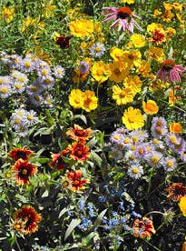 Garden Sprinkles Honeybee | Best Seller | Summer Flowers