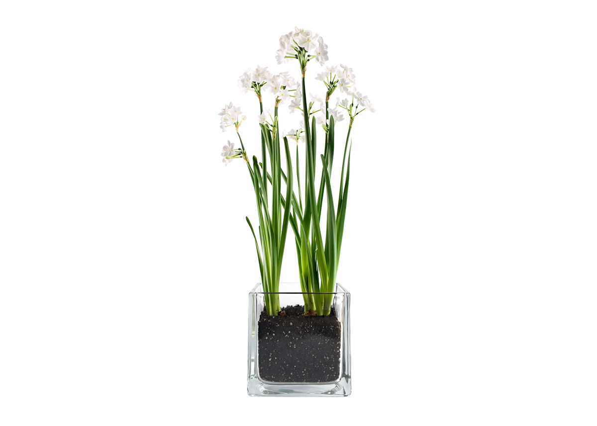 Paperwhites Winter Garden | Fall & Christmas