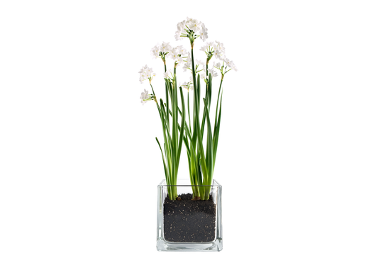 Paperwhites Winter Garden | Fall & Christmas