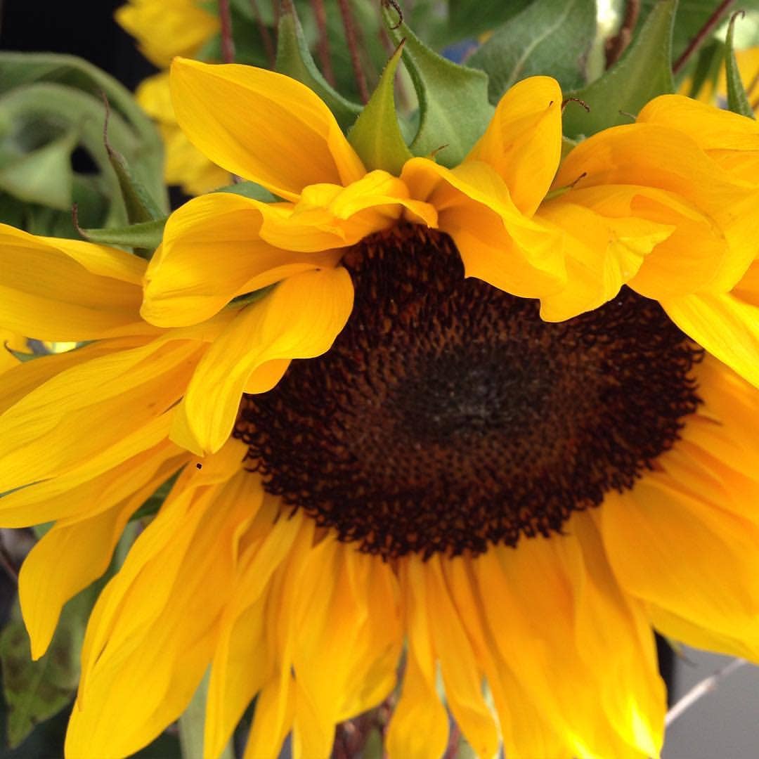 Garden Sprinkles Grow Love Sunflower | Summer & Fall Flowers