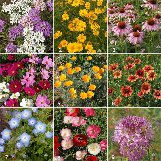 Garden Sprinkles Honeybee | Best Seller | Summer Flowers