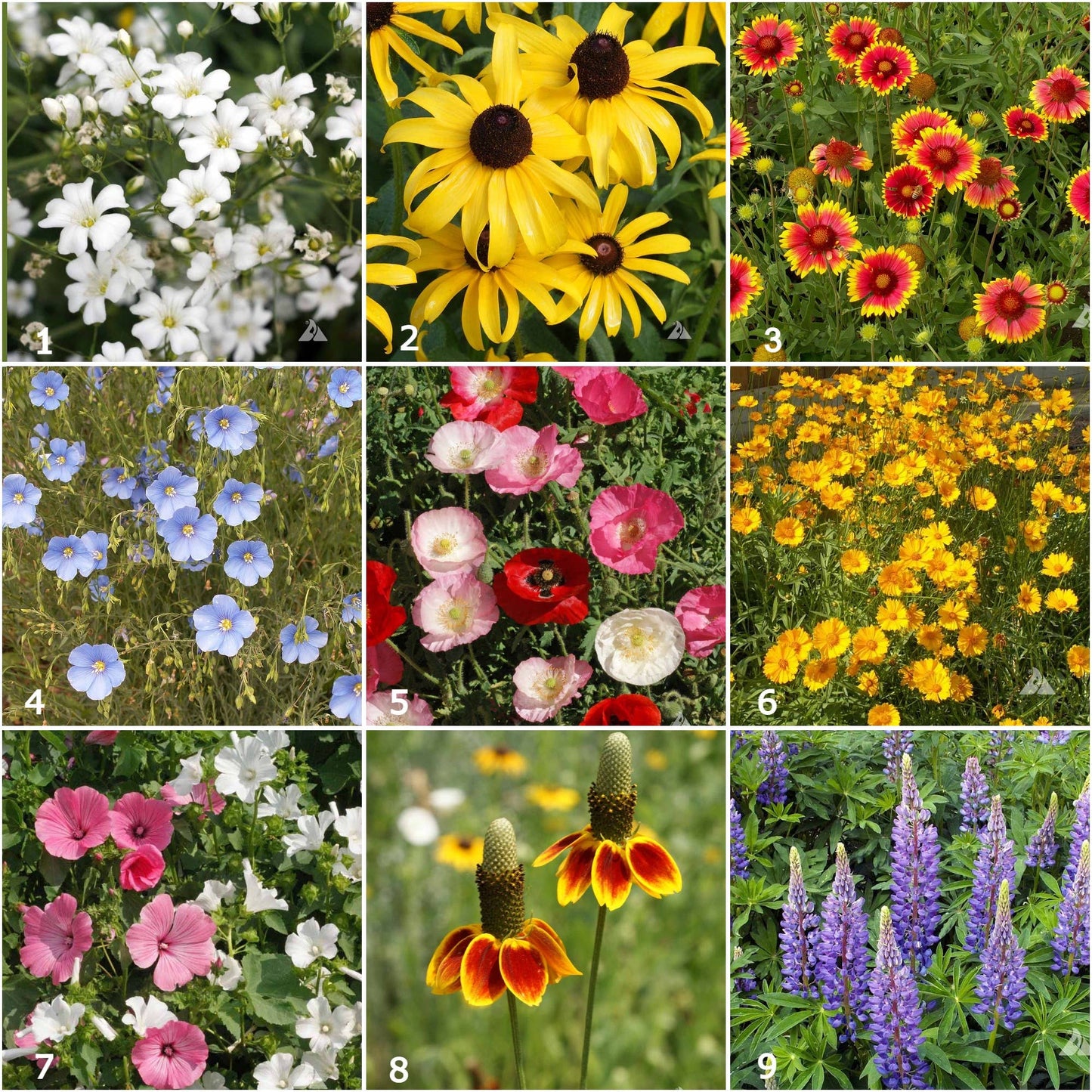 Garden Sprinkles Wildflowers | Best Seller | Summer flowers