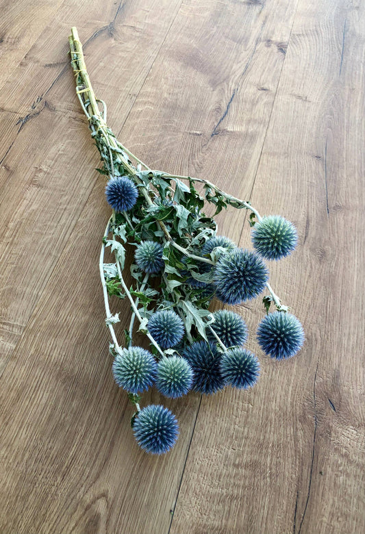 Globe Thistle (Echinop's)