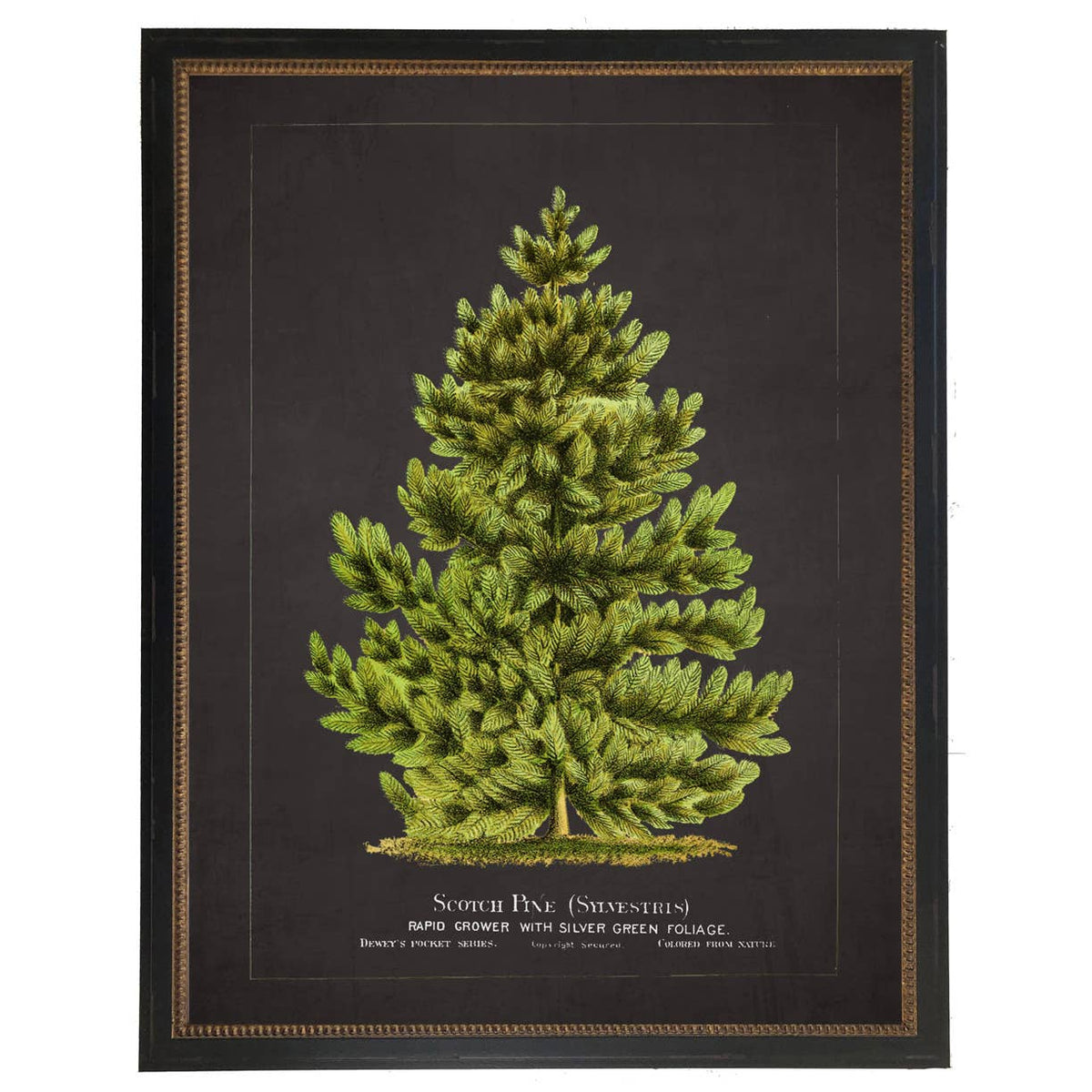 Framed vintage scotch pine bookplate