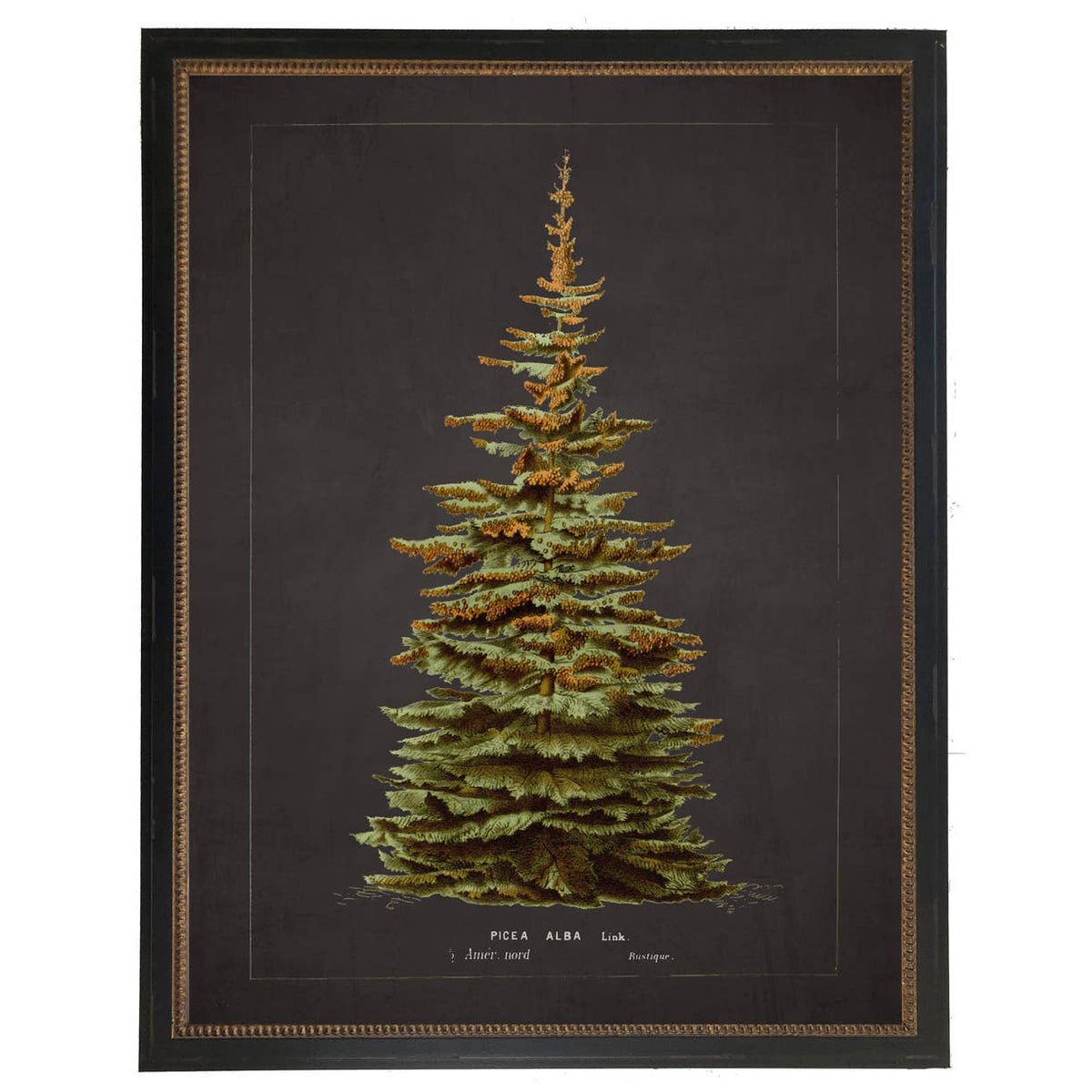 Framed vintage silver fir bookplate