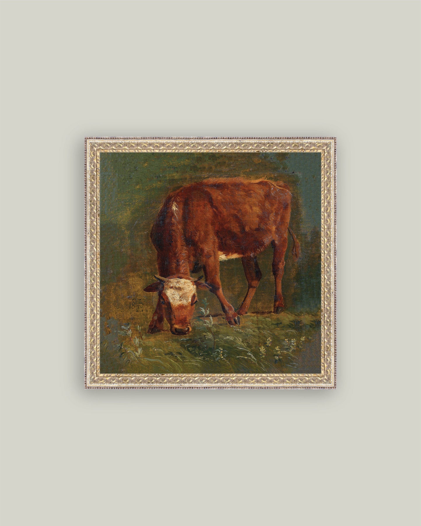 Grazing Red Heifer