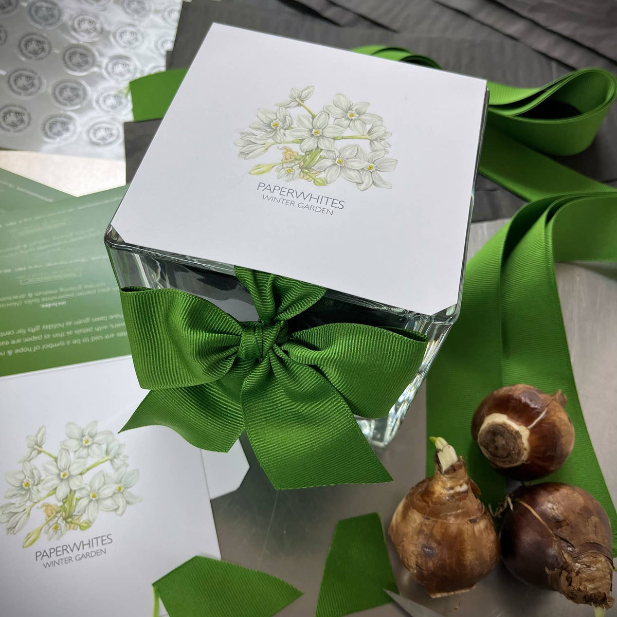 Paperwhites Winter Garden | Fall & Christmas