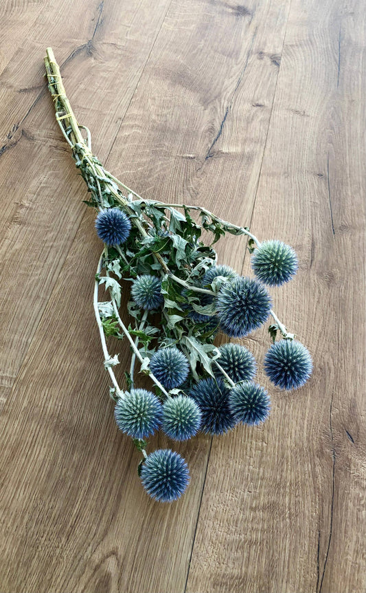 Globe Thistle (Echinop's)