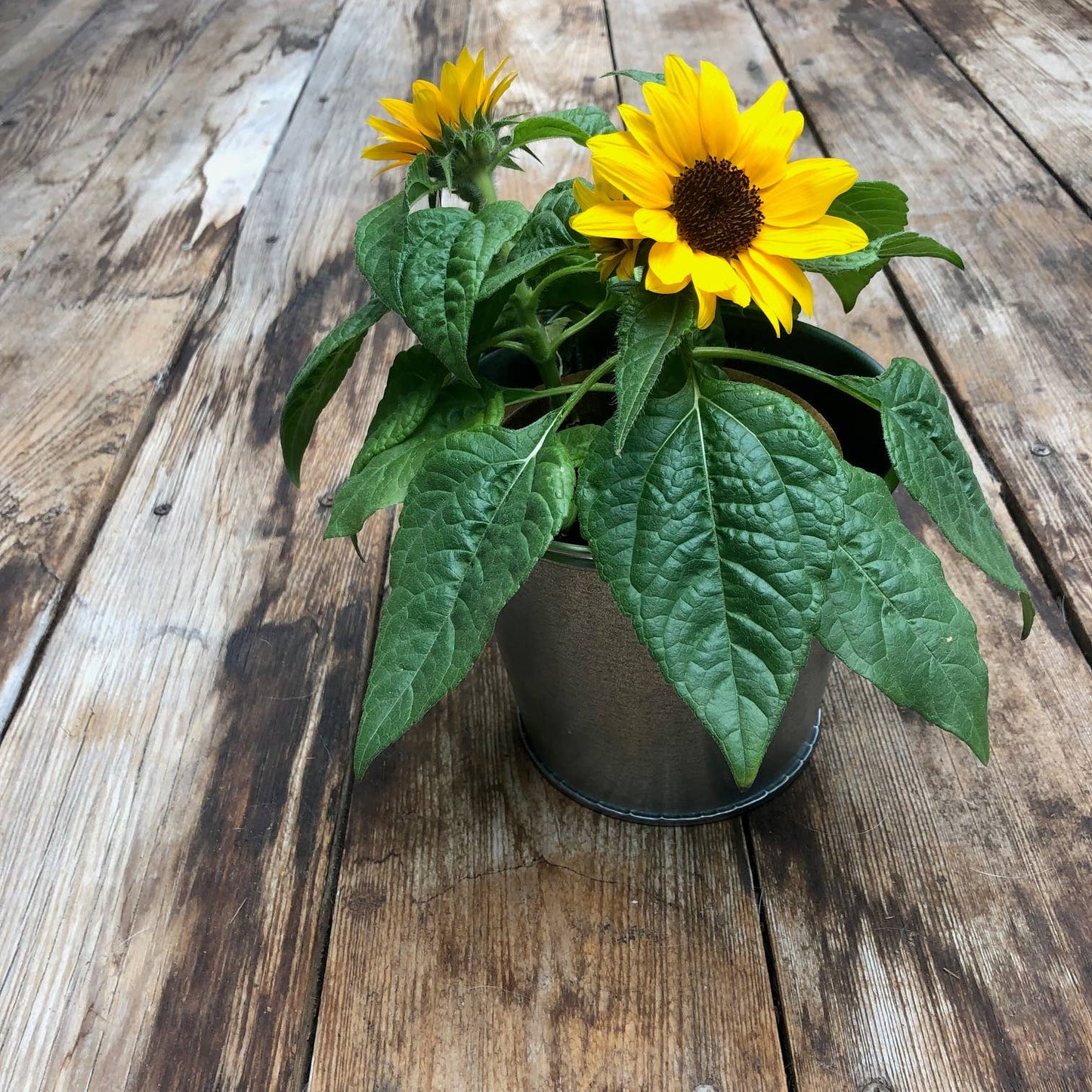 Garden Sprinkles Grow Love Sunflower | Summer & Fall Flowers