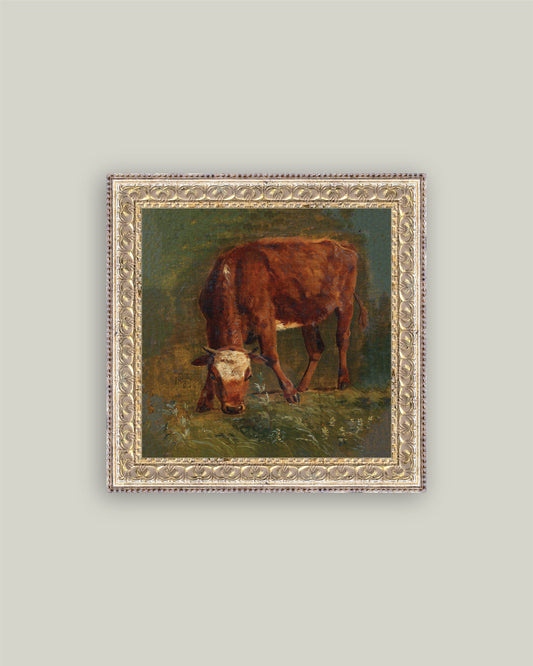 Grazing Red Heifer