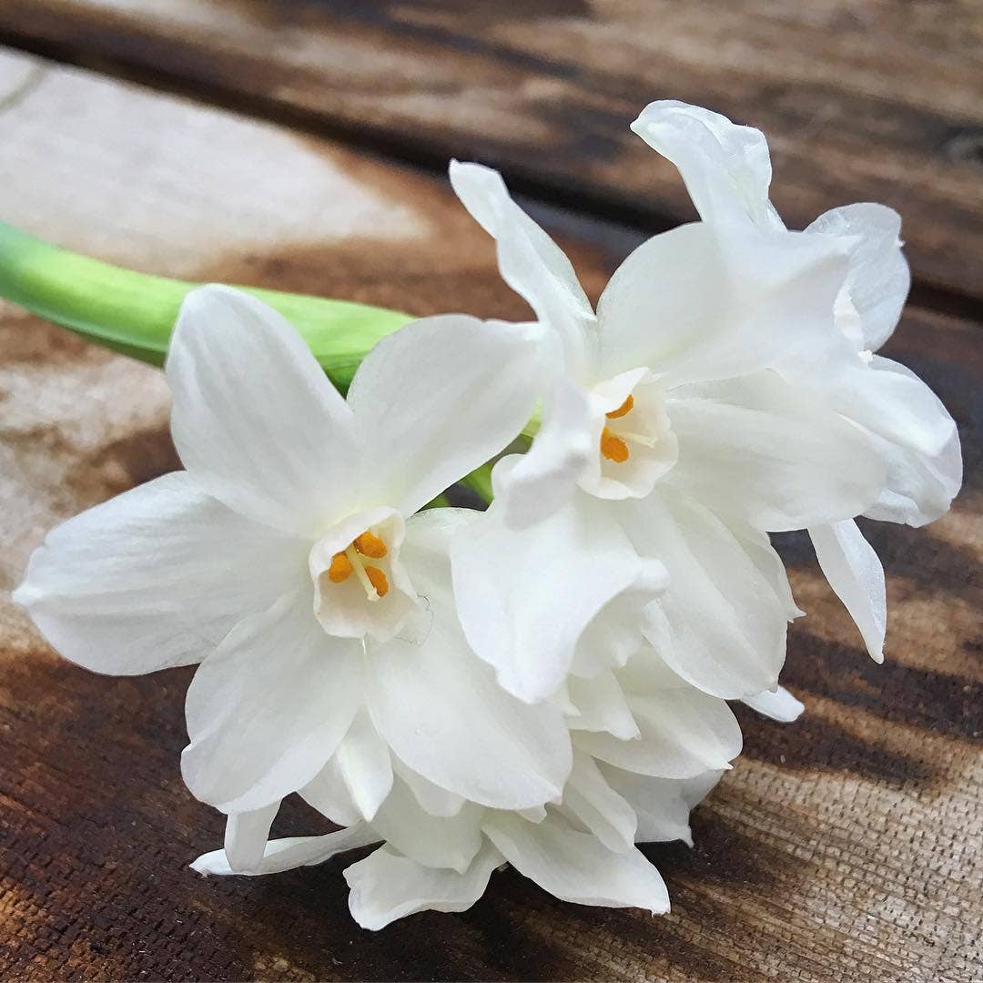 Paperwhites Winter Garden | Fall & Christmas