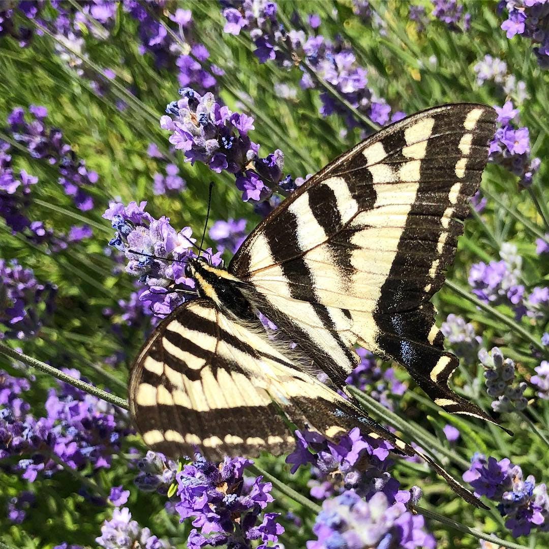Garden Sprinkles Butterfly Habitat | Summer Flower Garden