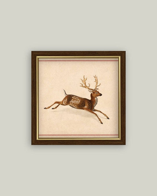 Spotted Deer