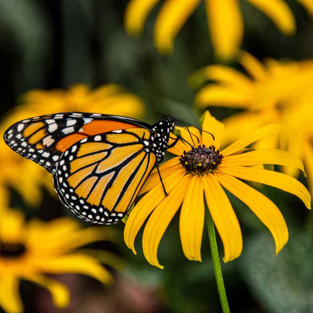 Garden Sprinkles Ornament | Monarch Butterfly Flower Garden