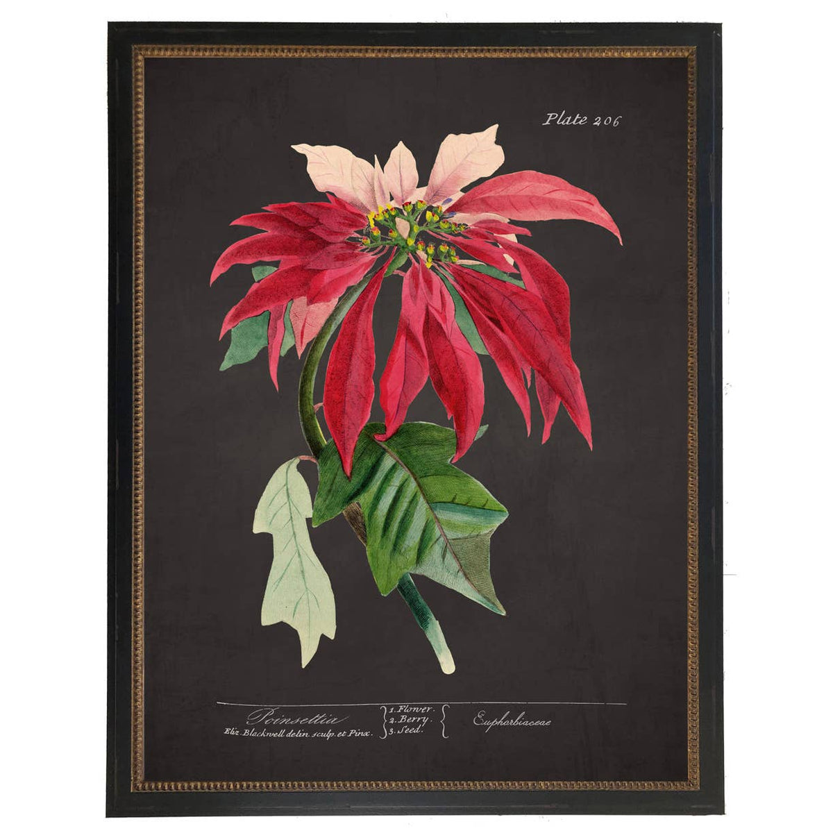 Framed vintage poinsettia bookplate