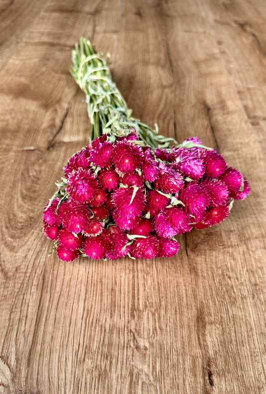 Globe Amaranth - Hot Pink 