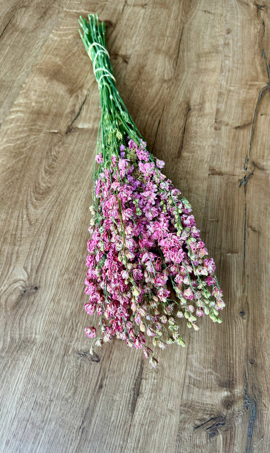 Larkspur - Carmine