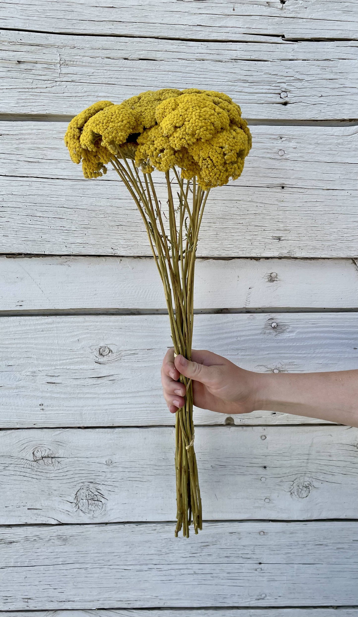 Yarrow (Yellow) - 20 Stem