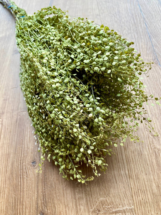 Lepidium (Pepper Grass)