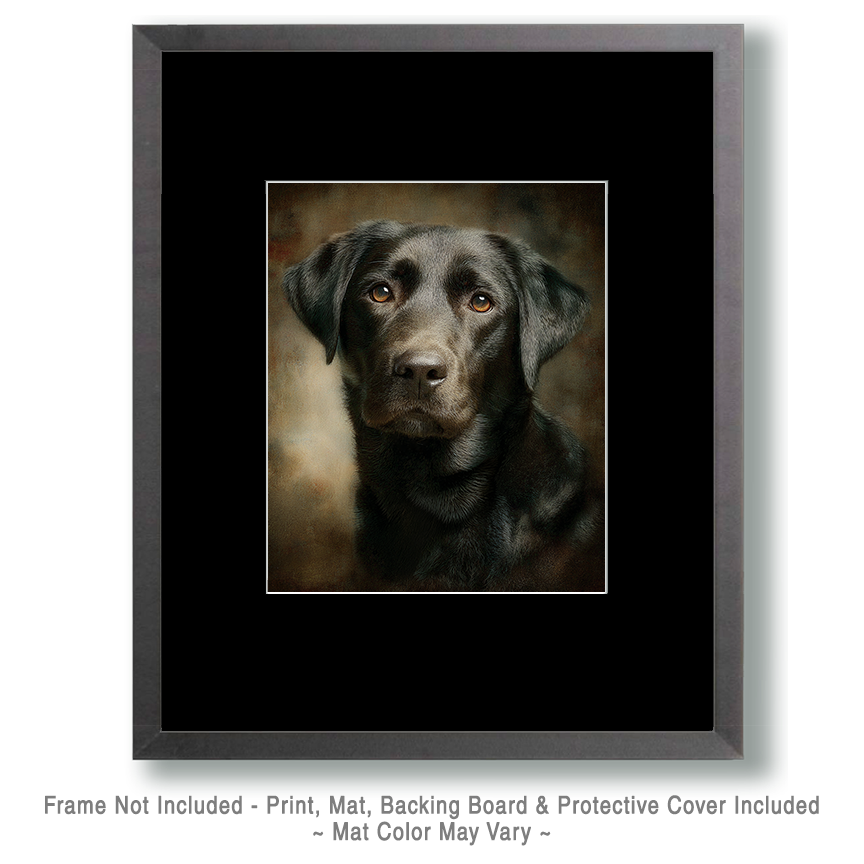 Black Labrador Portrait