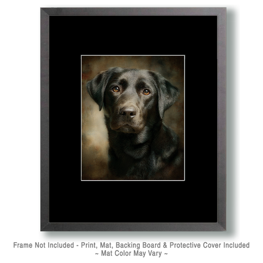 Black Labrador Portrait