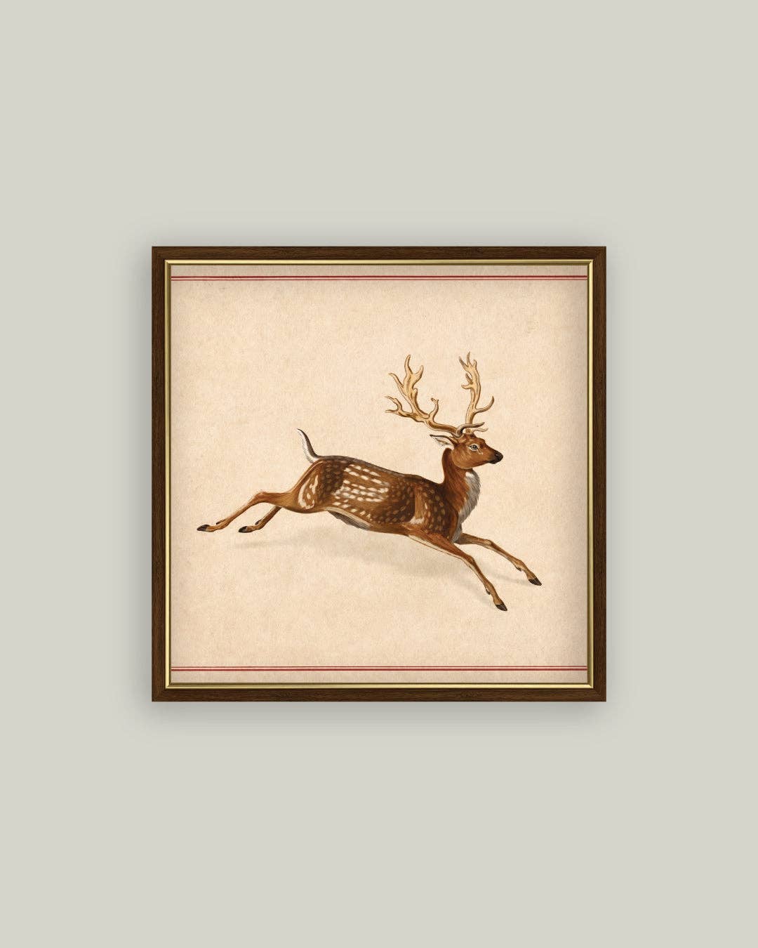 Spotted Deer