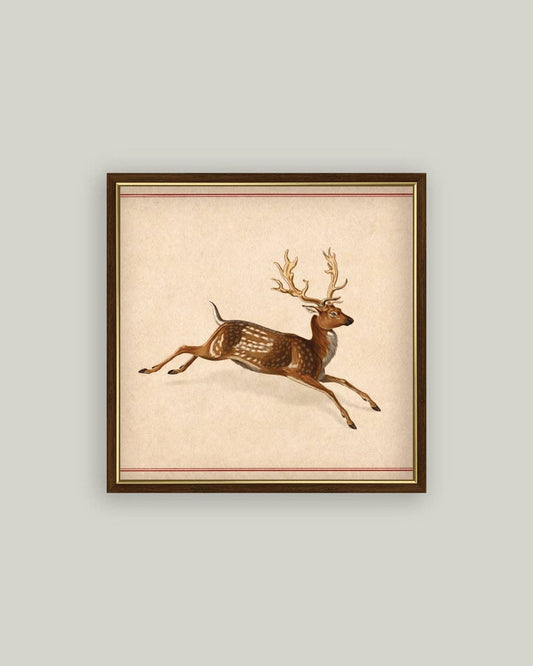 Spotted Deer