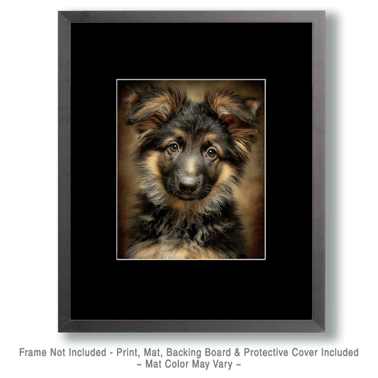 Long-Haired German Shepherd Puppy Portrait