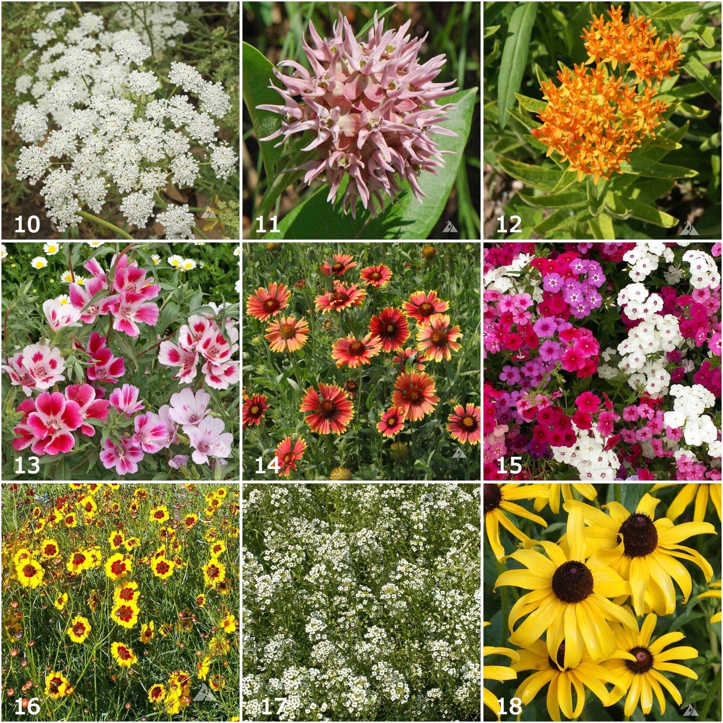 Garden Sprinkles Butterfly Habitat | Summer Flower Garden