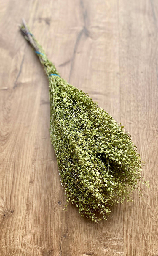 Lepidium (Pepper Grass)
