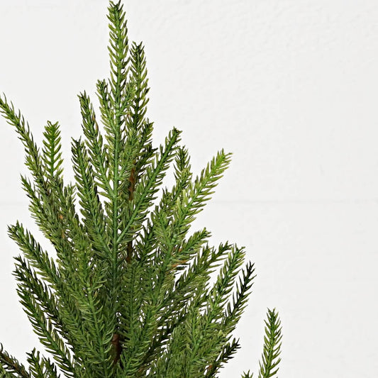 32303- 15.5inHx5inW Tree-Soft touch evergreen Norfolk pine