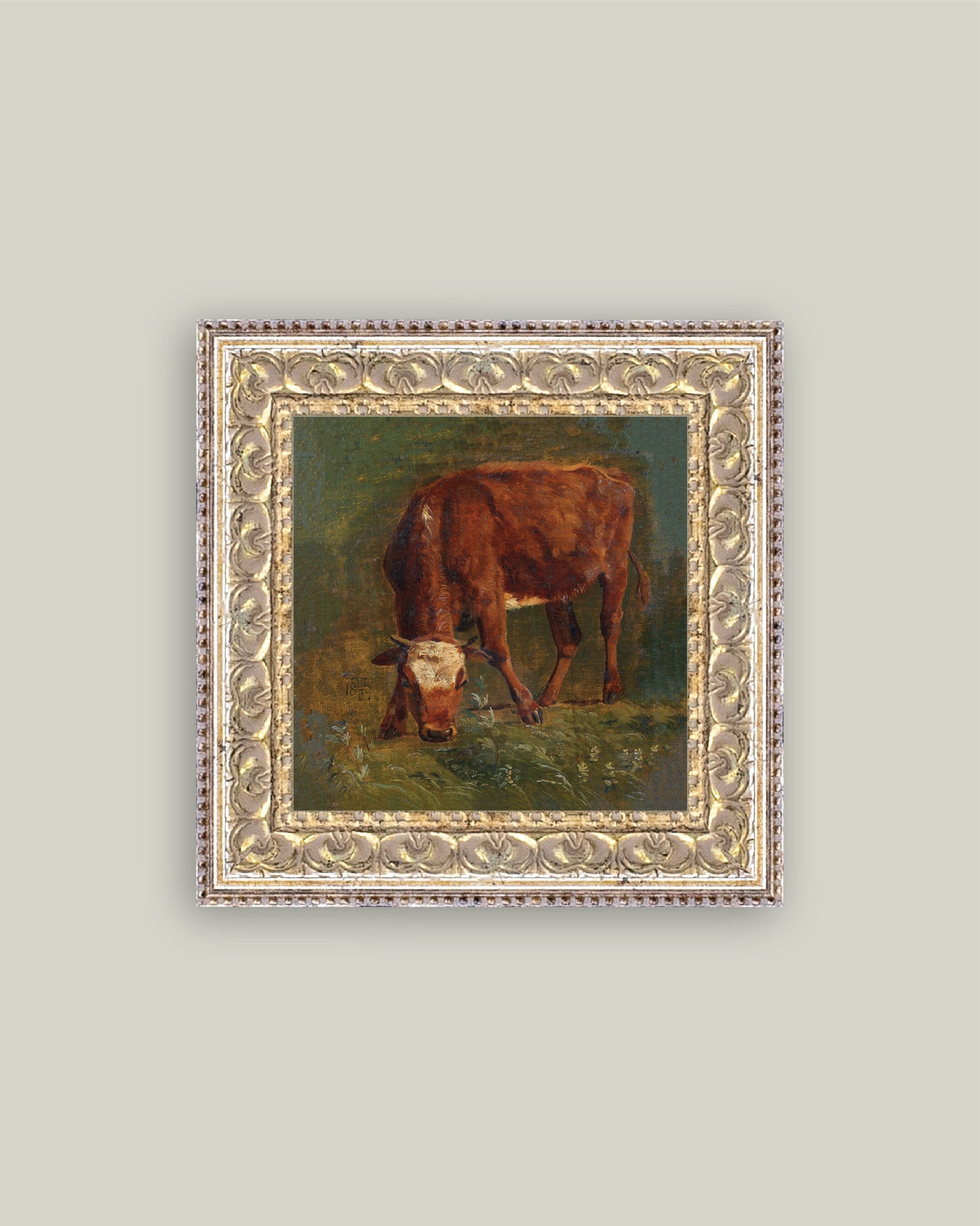 Grazing Red Heifer