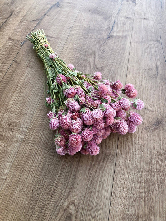 Globe Amaranth - Rose Pink