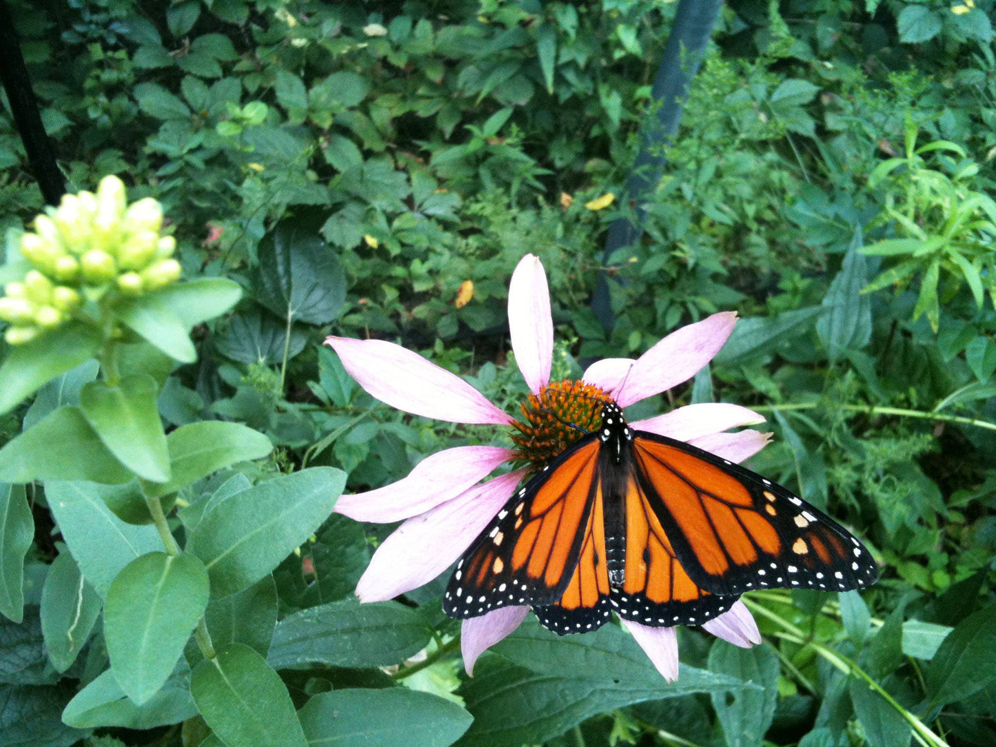 Garden Sprinkles Ornament | Monarch Butterfly Flower Garden