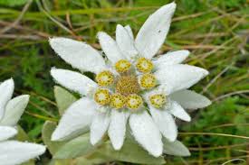 Garden Sprinkle Ornaments | Christmas Edelweiss