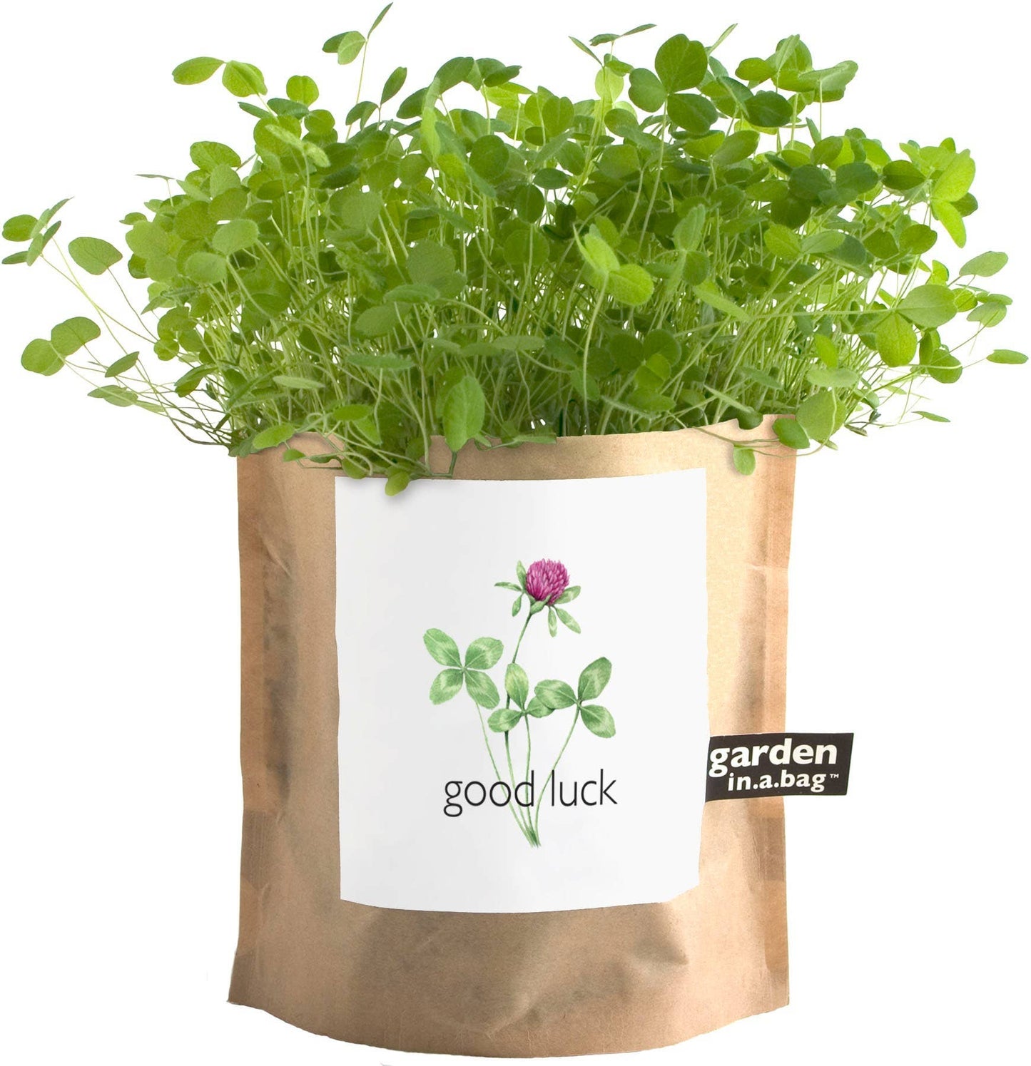 Garden Sprinkles Good Luck Clover | Wedding & Graduation