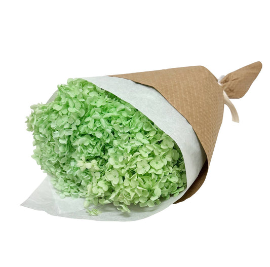 Light Green Preserved Hydrangea #158