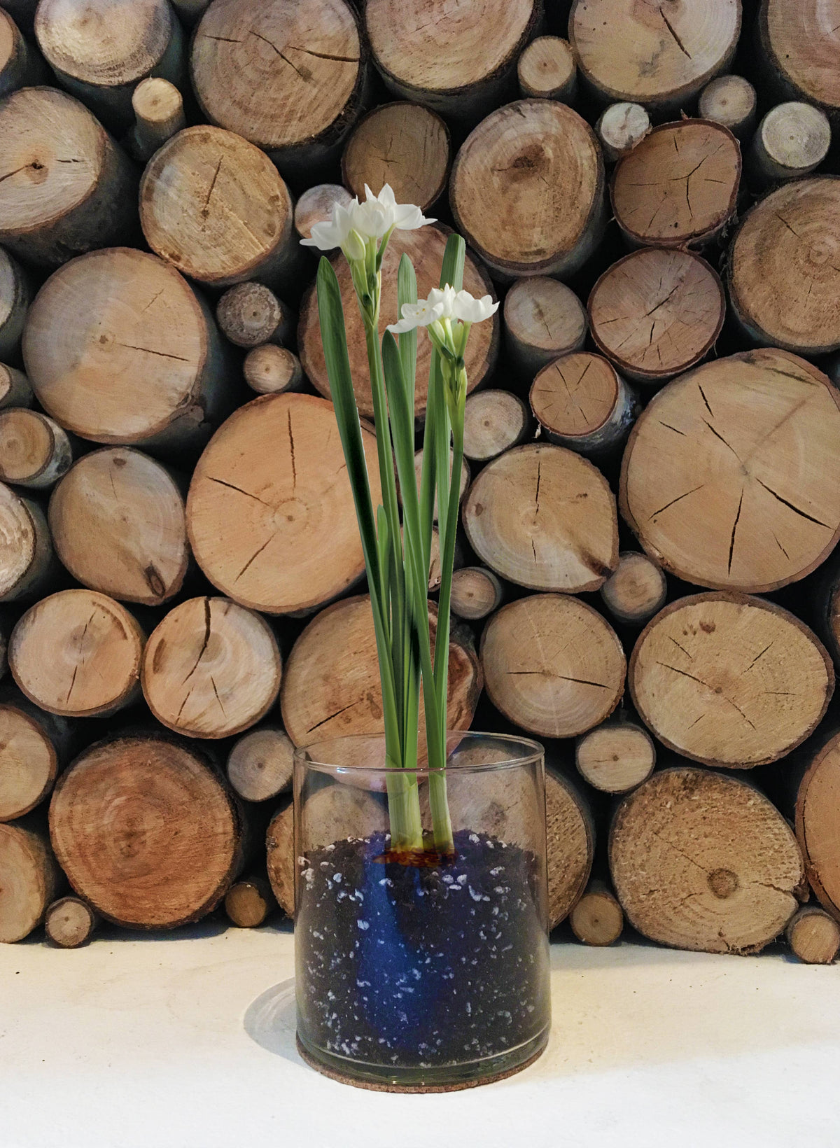 Garden in a Bag Paperwhites | Fall & Christmas