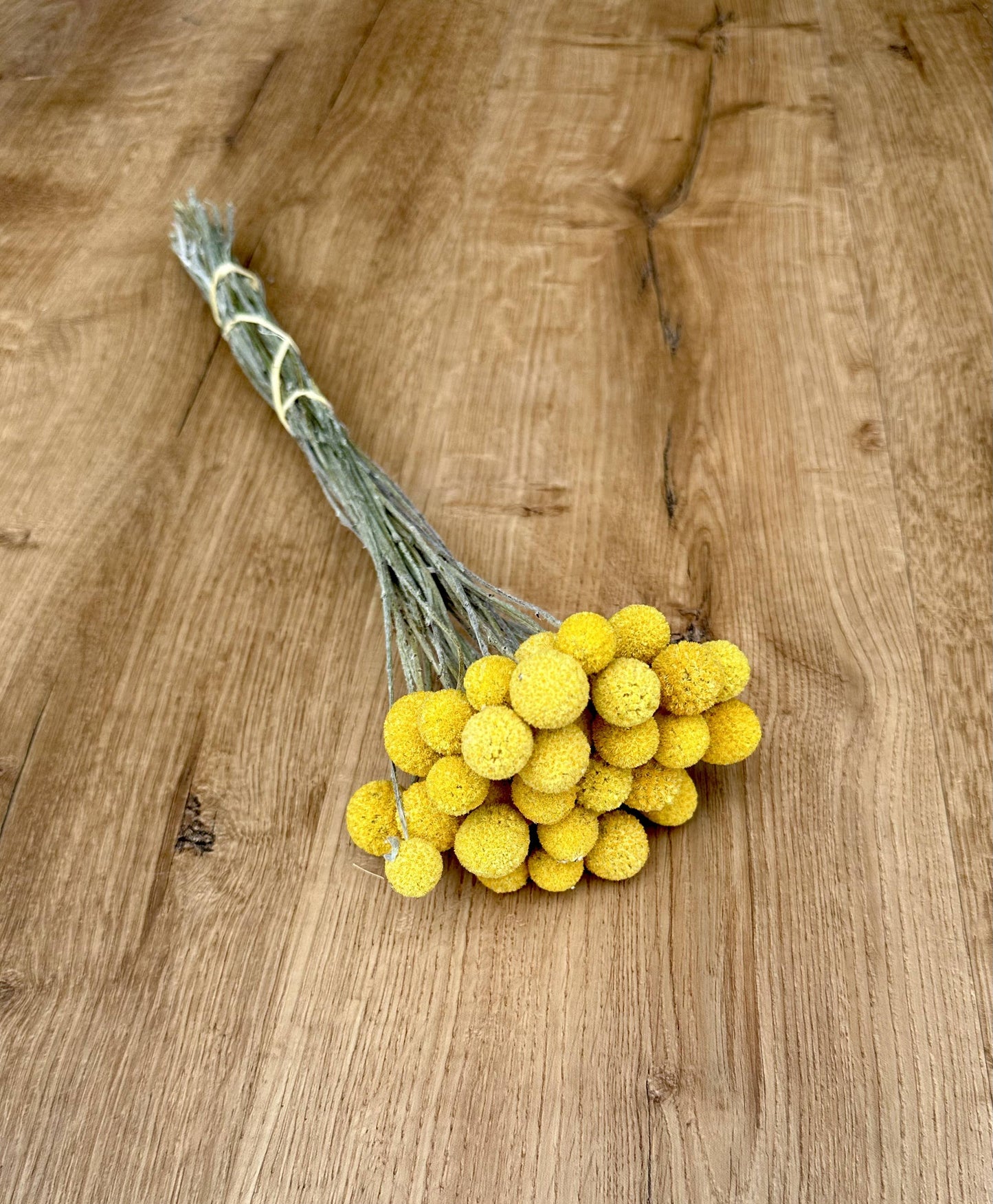 Craspedia (Drumstick Flower)