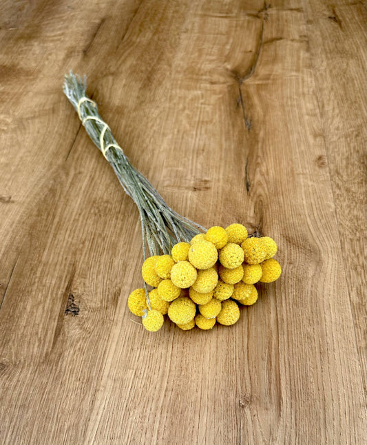 Craspedia (Drumstick Flower)
