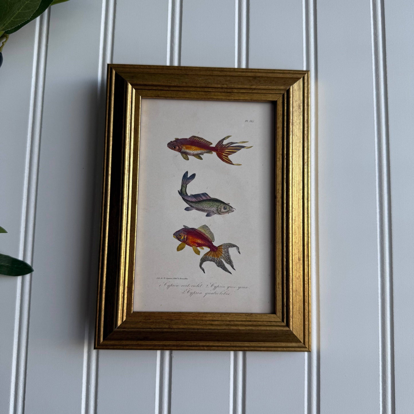 Vintage Style Fish trio framed Print gallery wall Framed