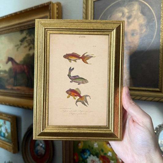 Vintage Style Fish trio framed Print gallery wall Framed