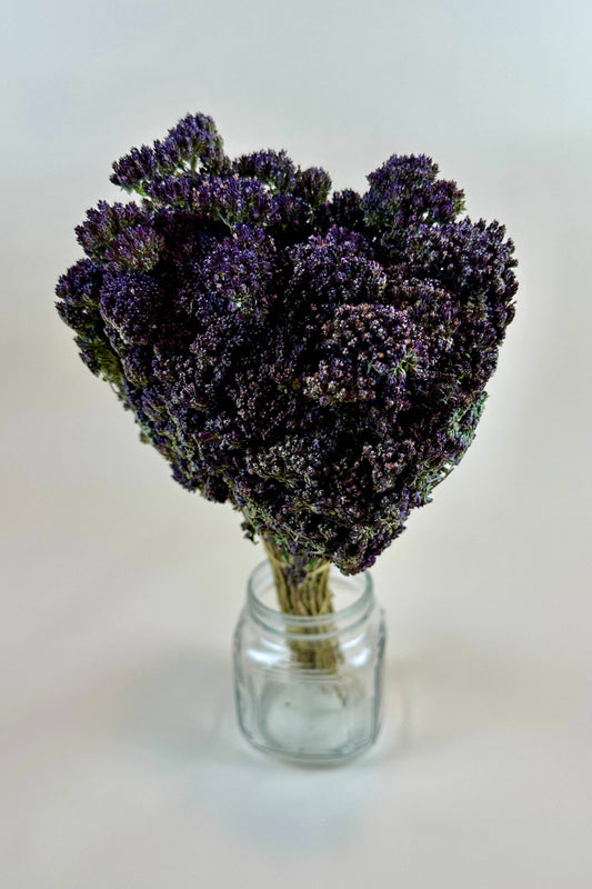 Purple Blossom Oregano